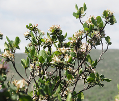 Pterostemon rotundifolius