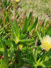 Carpobrotus edulis edulis