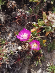 Lampranthus leptaleon