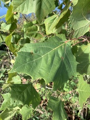 Platanus occidentalis