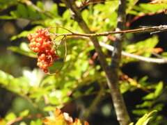 Sorbus scopulina