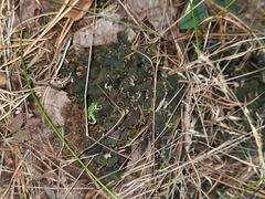 Peltigera malacea