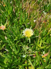 Carpobrotus edulis edulis