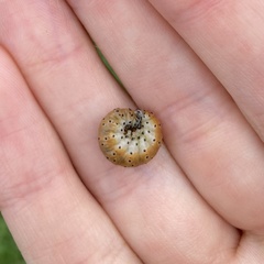 Saucrobotys futilalis