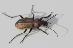 Carabus granulatus