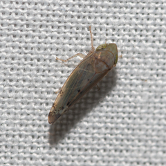 Synophropsis lauri