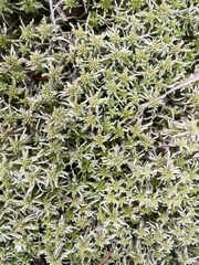 Sphagnum
