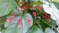 Clerodendrum japonicum