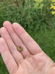 Saucrobotys futilalis