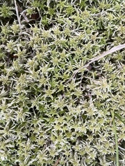 Sphagnum