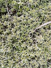 Sphagnum
