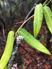 Diplolepis pachyphylla