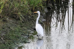 Ardea alba