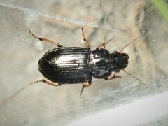 Carabidae