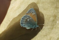 Coenonympha tullia
