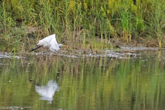Ardea alba
