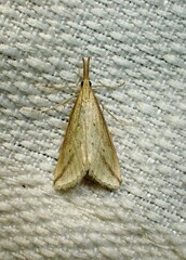 Donacaula