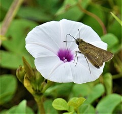 Pelopidas mathias