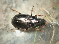 Carabidae