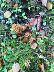 Phaeoclavulina eumorpha