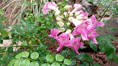 Podranea ricasoliana
