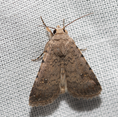 Caradrina flavirena