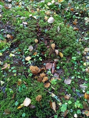 Phaeoclavulina eumorpha