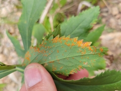 Coleosporium solidaginis