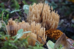 Phaeoclavulina eumorpha