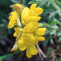 Lotononis involucrata