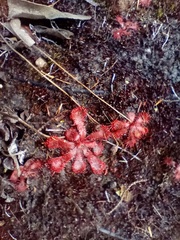 Drosera aliciae