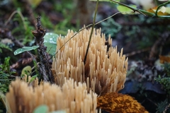 Phaeoclavulina eumorpha