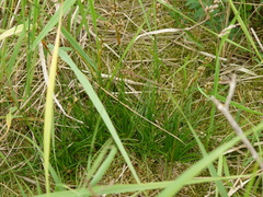 Juncus squarrosus