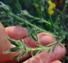 Lotononis involucrata