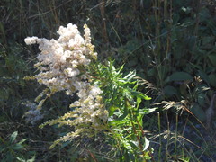 Solidago lepida