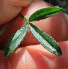Lotononis involucrata