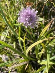 Allium