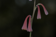 Polianthes zapopanensis