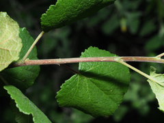 Pterostemon rotundifolius