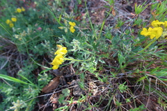 Lotononis involucrata