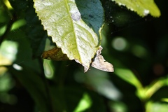 Odontoptilum angulata