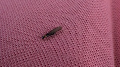 Kalotermes flavicollis