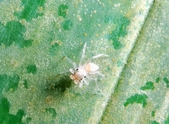 Phintelloides versicolor