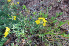 Lotononis involucrata