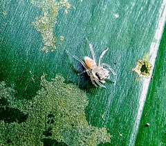 Phintelloides versicolor