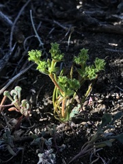 Lastarriaea chilensis