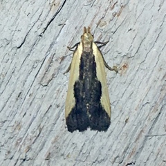 Dichomeris inserrata