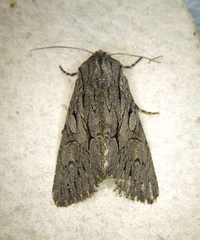 Fishia yosemitae