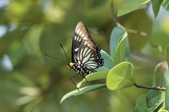 Euripus nyctelius