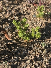 Lastarriaea chilensis